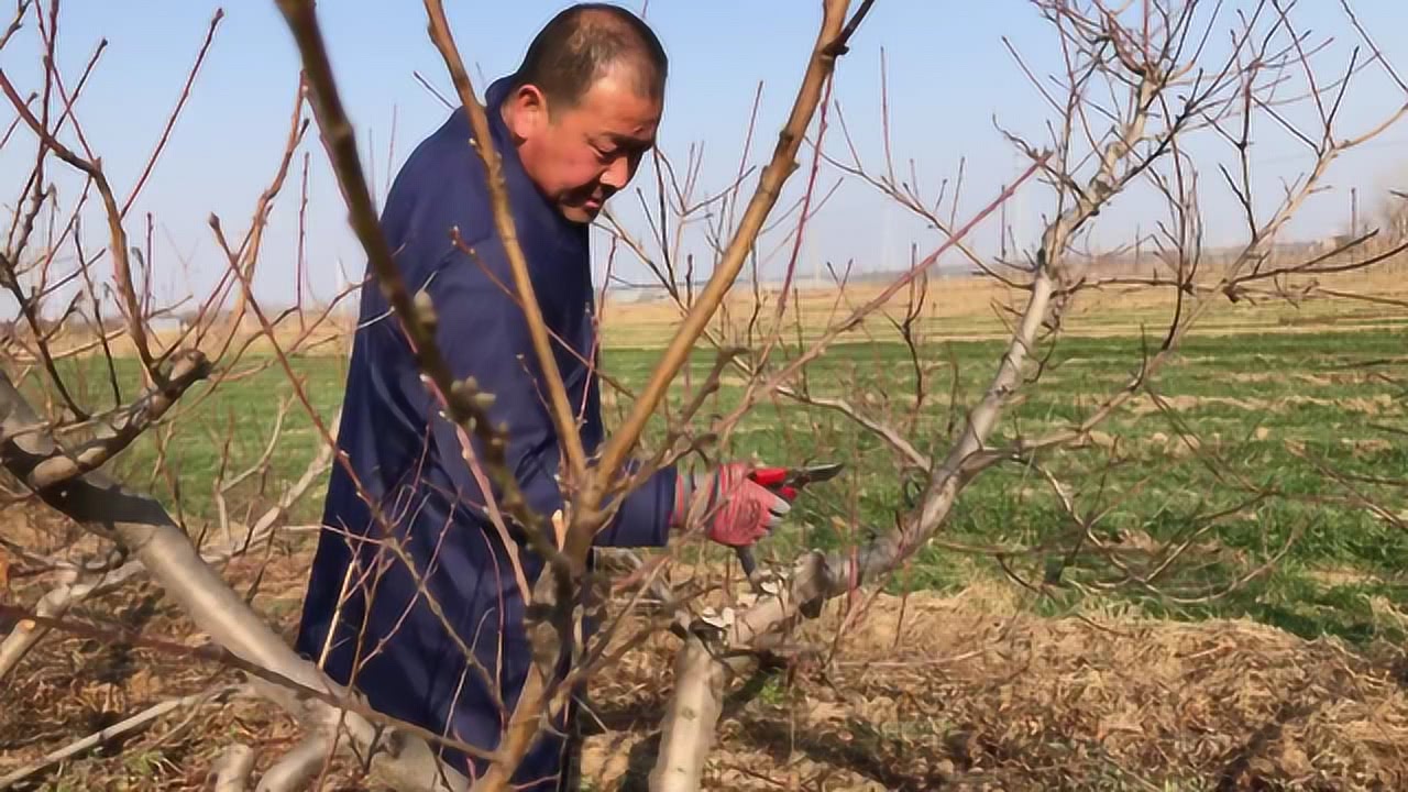 最新桃树修剪技术视频教程，提升管理与修剪技能之道